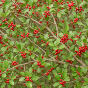 American Seeds, Ilex opaca