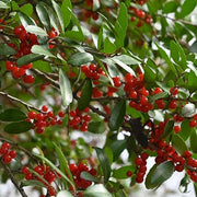 American Seeds, Ilex opaca
