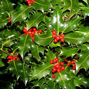 American Seeds, Ilex opaca
