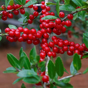 American Seeds, Ilex opaca