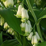 Native Seeds, Polygonatum biflorum