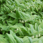 Native Seeds, Polygonatum biflorum