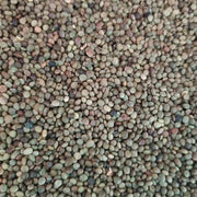 American White Licorice Seeds, Herbal