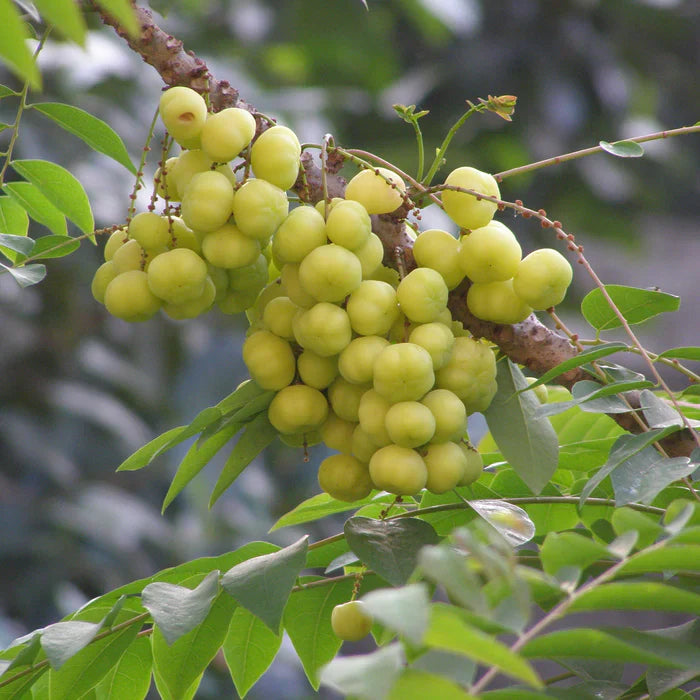 Amla Seeds, Phyllanthus emblica Fruit Seeds