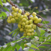 Amla Seeds, Phyllanthus emblica Fruit Seeds
