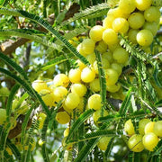 Amla Seeds, Phyllanthus emblica Fruit Seeds