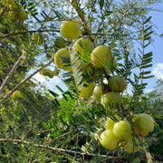 Amla Seeds, Phyllanthus emblica Fruit Seeds
