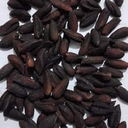 Amorphophallus titanum Seeds