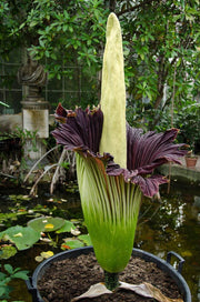 Amorphophallus titanum Seeds