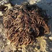 Anastatica Hierochuntica Seeds