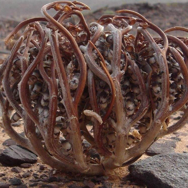 Anastatica Hierochuntica Seeds