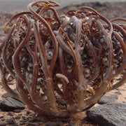 Anastatica Hierochuntica Seeds