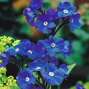 Drought-Tolerant Anchusa Seeds, Herbal