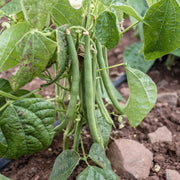 Ancient Native Beans Seeds