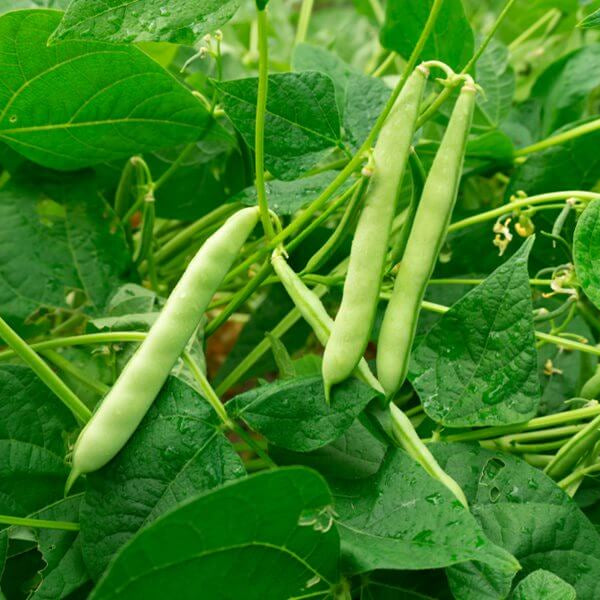 Ancient Native Beans Seeds