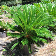 Ancient Palm Seeds - Tropical Ornamental Palm Seeds for Planting