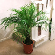Ancient Palm Seeds - Tropical Ornamental Palm Seeds for Planting
