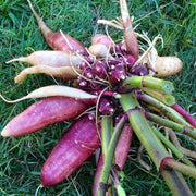 Andean Root Vegetable Seeds - Vegetable Plant