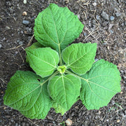 Andean Root Vegetable Seeds - Vegetable Plant