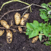 Andean Root Seeds