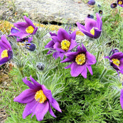 Violet Purple Pasque Anemone Seeds