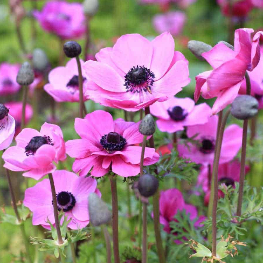 Anemone Seeds - for Home Gardens Seeds