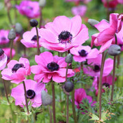 Anemone Seeds - for Home Gardens Seeds