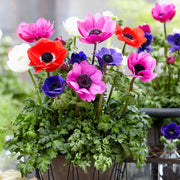 Pulsatilla Mix Anemone Seeds