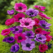 Pulsatilla Mix Anemone Seeds