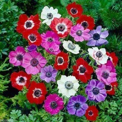 Pulsatilla Mix Anemone Seeds