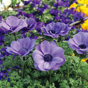 Violet Anemone Seeds