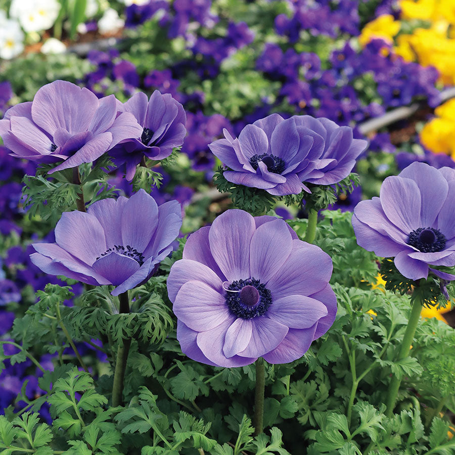 Violet Anemone Seeds
