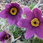 Violet Purple Pasque Anemone Seeds