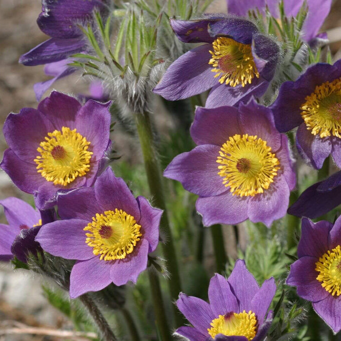 Violet Purple Pasque Anemone Seeds