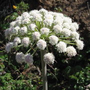 Angelica Seeds - Herbal Seeds