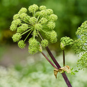 Archangelica Angelica Seeds