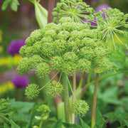 Archangelica Angelica Seeds