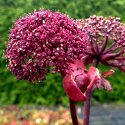 Korean Angelica Gigas Seeds, Herbal
