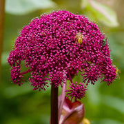 Korean Angelica Gigas Seeds, Herbal