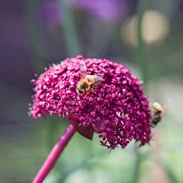 Korean Angelica Gigas Seeds, Herbal