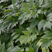 Angelica Seeds, Angelica keiskei