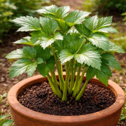 Angelica Seeds, Angelica keiskei