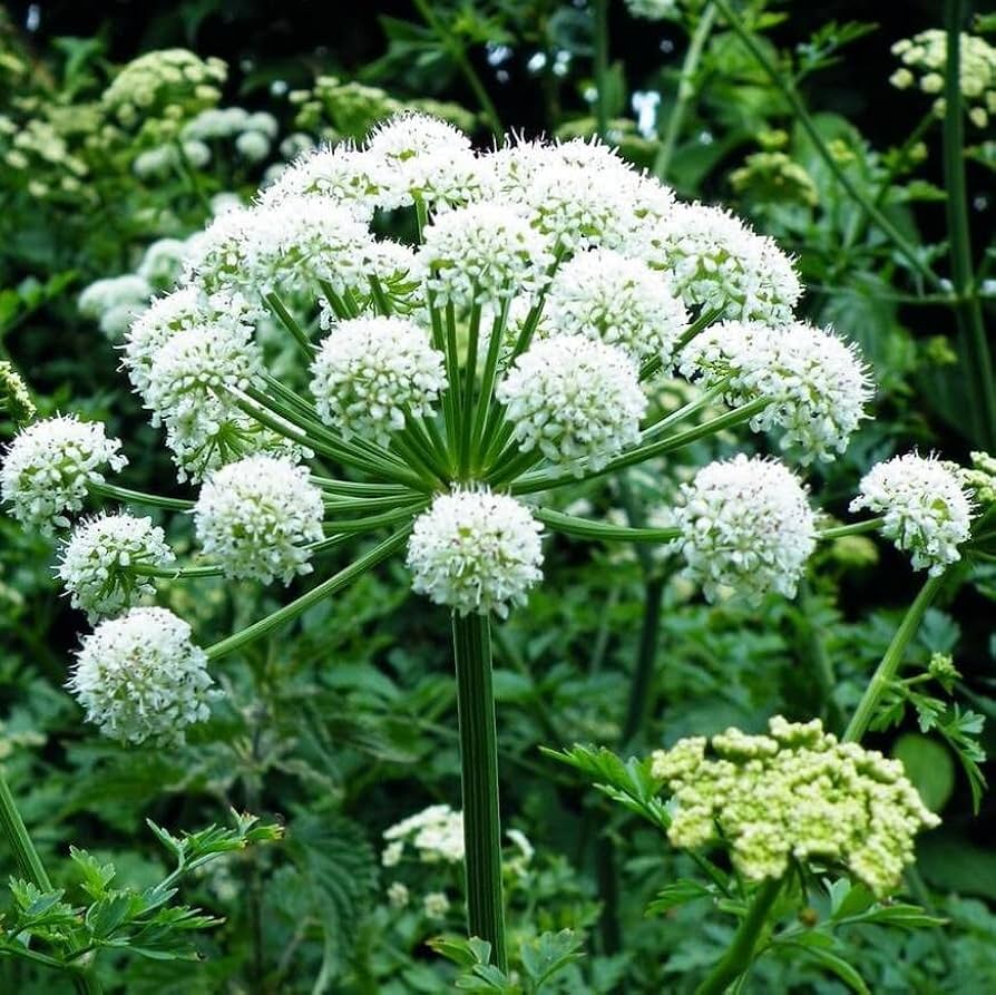 Angelica Seeds - Herbal Seeds
