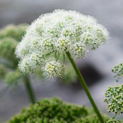 Angelica Seeds - Herbal Seeds