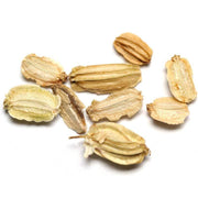 Angelica Seeds - Herbal Seeds