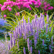 Giant Anise Hyssop Seeds, Herbal