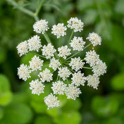 Anise Seeds - Herbal Seeds