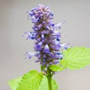 Giant Anise Hyssop Seeds, Herbal