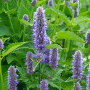 Giant Anise Hyssop Seeds, Herbal