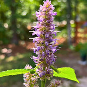Giant Anise Hyssop Seeds, Herbal